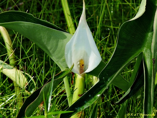 {Peltandra sagittifolia}